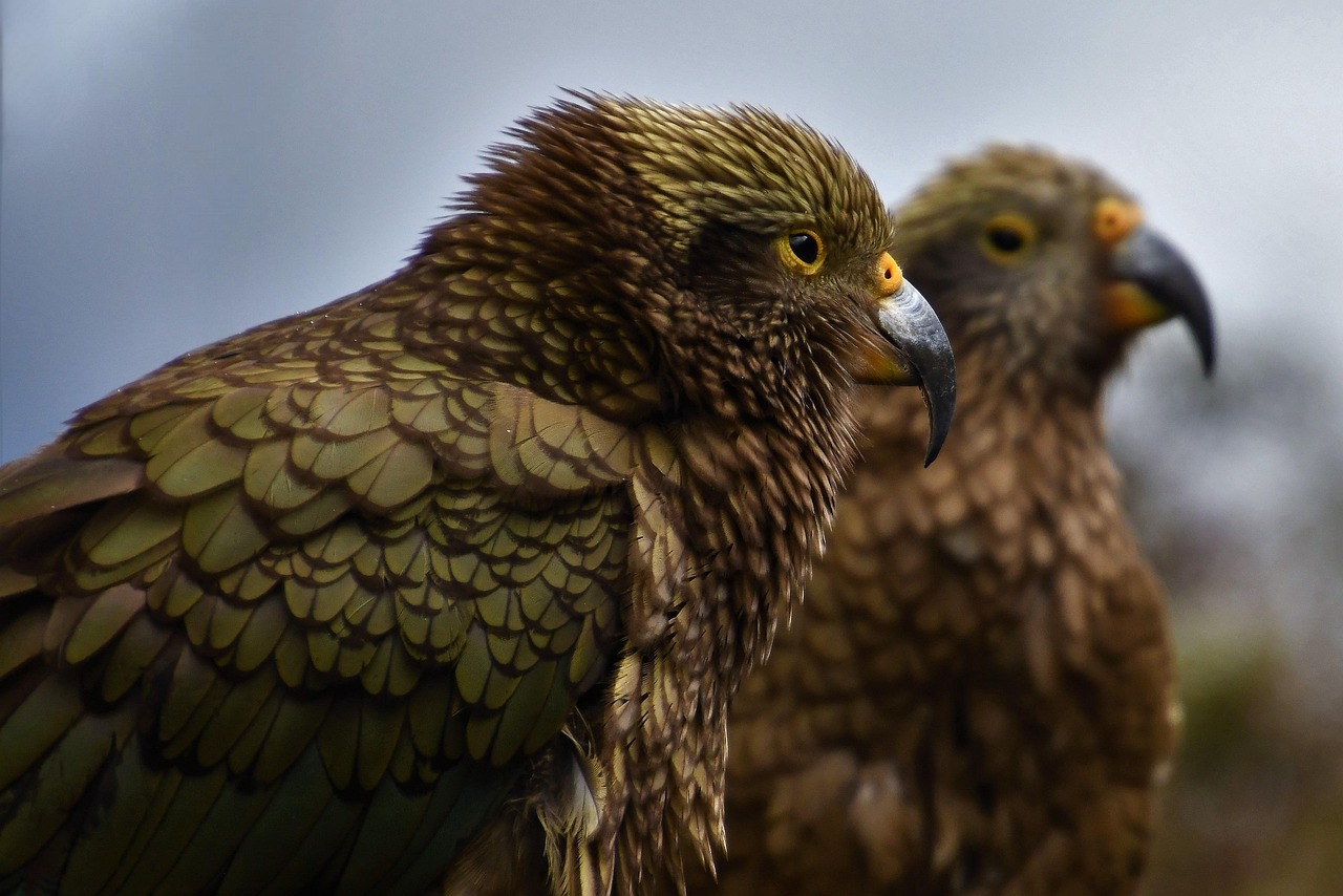 bird, animal, mountain parrot, wildlife, plumage, nature, birdwatching, new zealand, south island, kea, kea parrot, parrot, new zealand, new zealand, new zealand, new zealand, new zealand, parrot